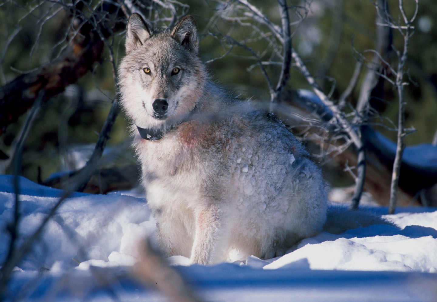 Wolf03-A 130 pound wolf watches biologists in Yellowstone National Park after being captured and fitted with a radio collar on 1-9-03.