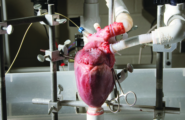 FREE. Researchers at North Carolina State University have developed a dynamic heart system that pumps fluid through a removed pig heart so that it functions in a realistic way. The machine saves researchers time and money by allowing them to test new surgical technologies before moving to animal or clinical trials.