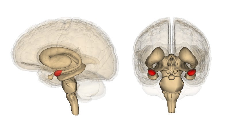 the amygdala in the brain