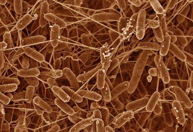 Microbe That Extracts Energy from Mud Gets Ready for Use in Fuel Cells
