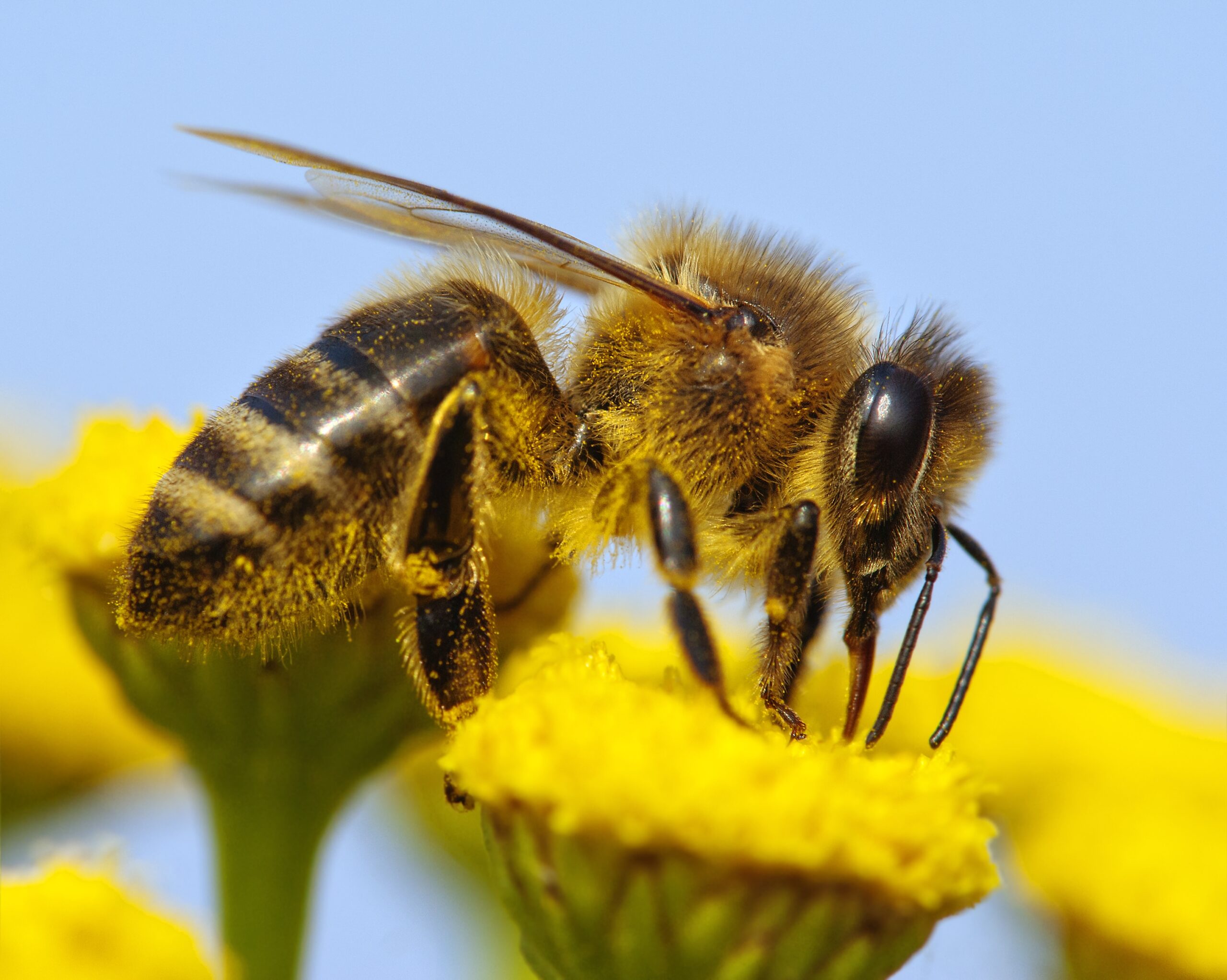 Жигулевское опылители. Среднерусская пчела. Медоносная пчела. APIS mellifera Caucasica. Пчела фото.