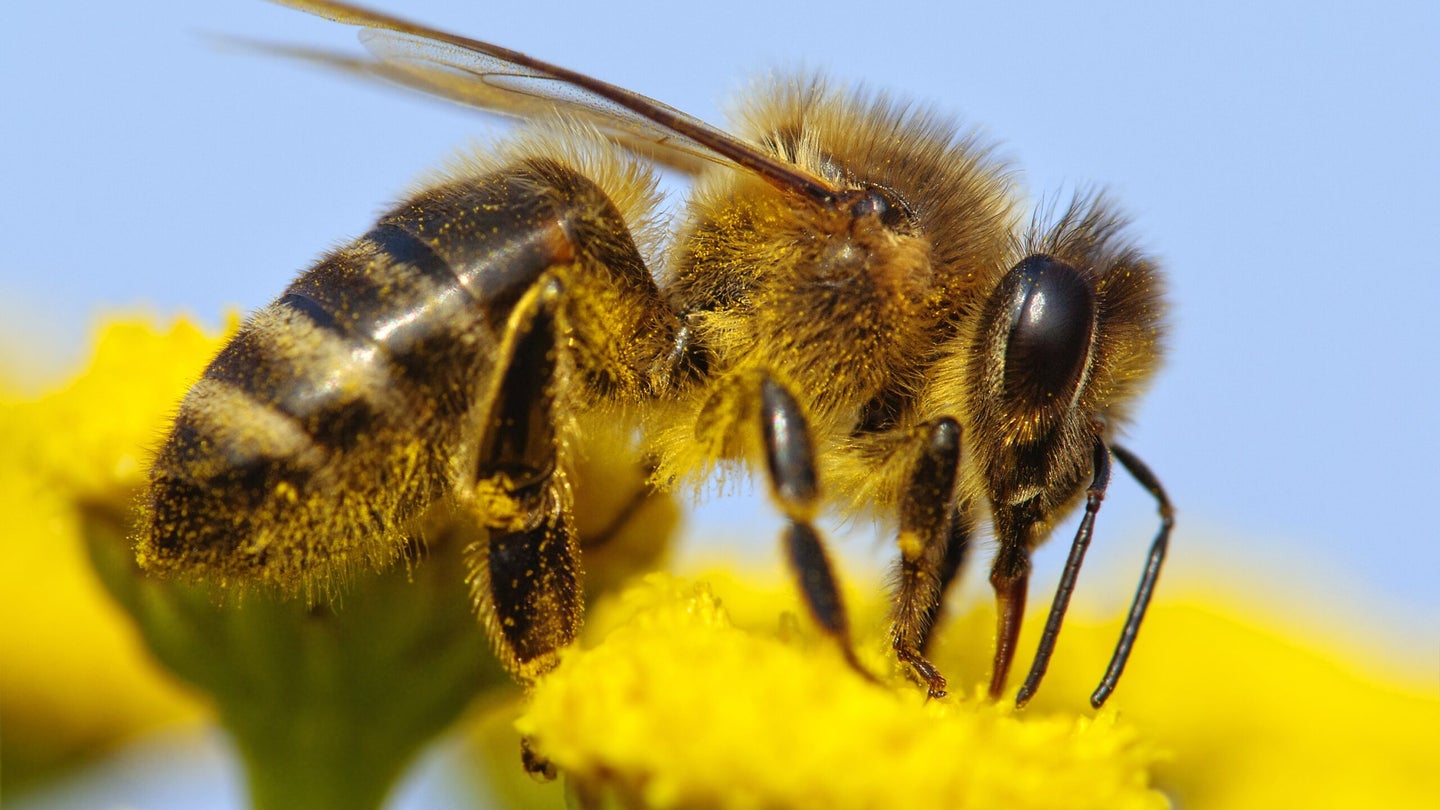 Want to help the bees? Keep these out of your garden.