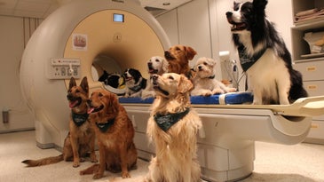 Group of dogs around fMRI