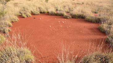 Discovery Of Fairy Circles In Australia Helps Scientists Pinpoint Their Mysterious Origins