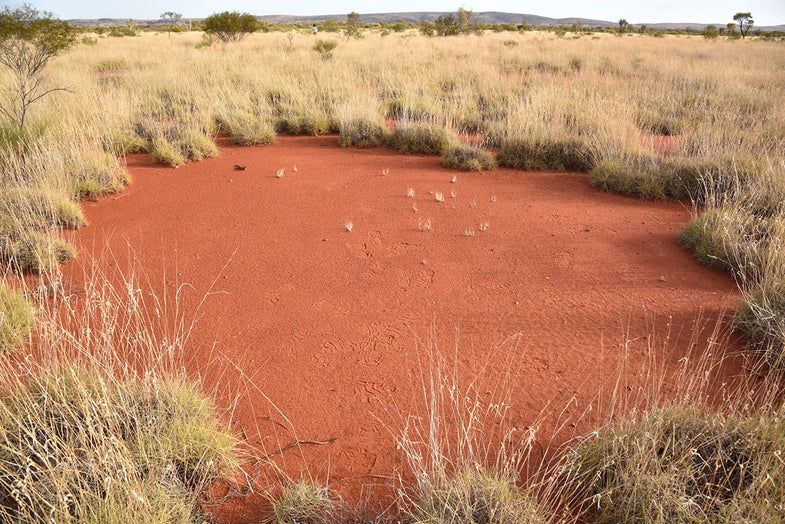 Discovery Of Fairy Circles In Australia Helps Scientists Pinpoint Their Mysterious Origins