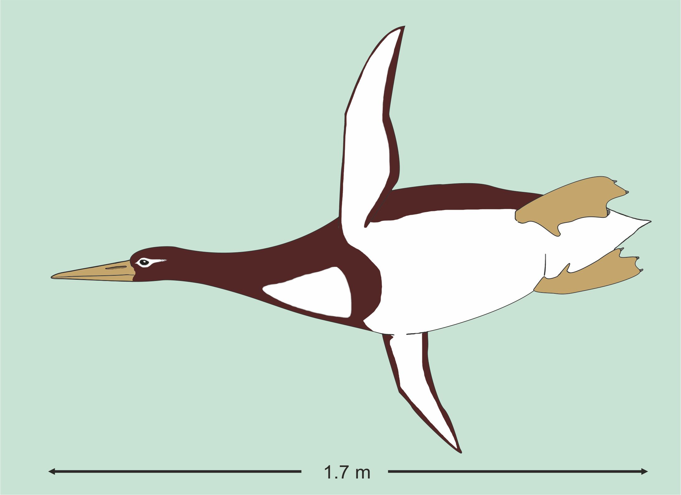 Giant ancient penguin was human-size