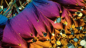 Science Is Beautiful: The Human Body Under The Microscope