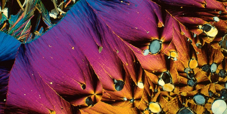 Science Is Beautiful: The Human Body Under The Microscope