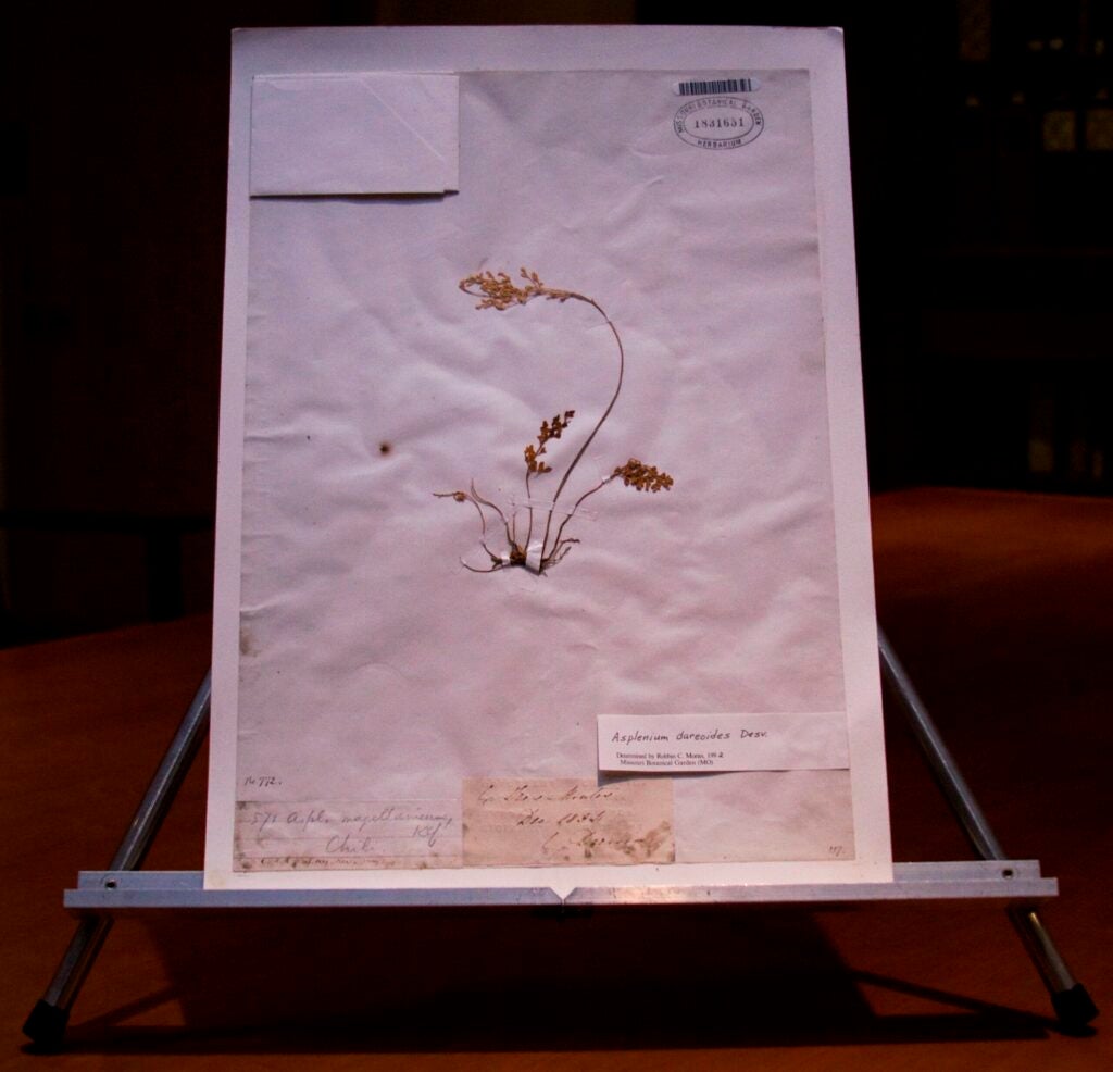 MBG's collection includes specimens taken by several notable naturalists from the 18th and 19th centuries. Charles Darwin cut this plant during an expedition to Chile Dec. 30,1834. It grew on rocky terrain at a location called Tres Montes, which Darwin reached after climbing a 2,400-foot mountain, according to his journal, in which he said "the scenery was remarkable." It is called <em>Asplenium dareoides</em>, a plant capable of producing dramatically diverse hybrids — hence its interest to plant evolutionists like Darwin.