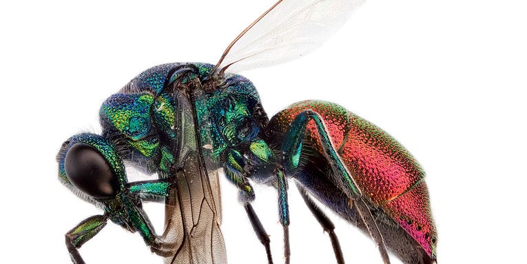 FYI: Do Insects Have Personalities?