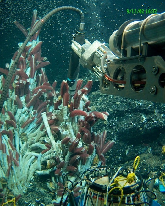 <em>Alvin</em>'s pilot uses two hydraulically-powered robotic arms to probe tube worms in the East Pacific in September, 2002. The arms have clawed hands, which can be used to deploy scientific equipment and collect marine organisms.