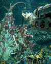 <em>Alvin</em>'s pilot uses two hydraulically-powered robotic arms to probe tube worms in the East Pacific in September, 2002. The arms have clawed hands, which can be used to deploy scientific equipment and collect marine organisms.