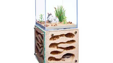 How to pick an ant farm for grown-ups