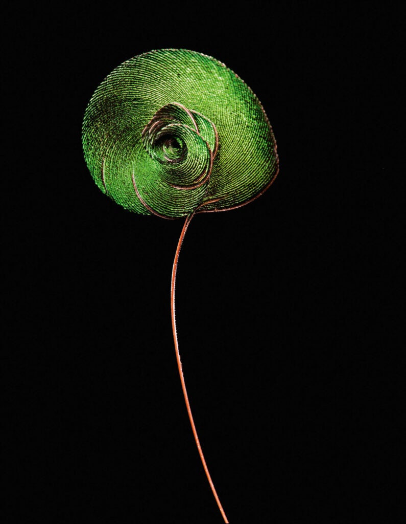 The king bird of paradise feather looks like a bright green rose