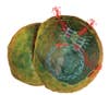Once inside the wound, viruses hijack cells and produce enzymes that poke holes in the cell wall