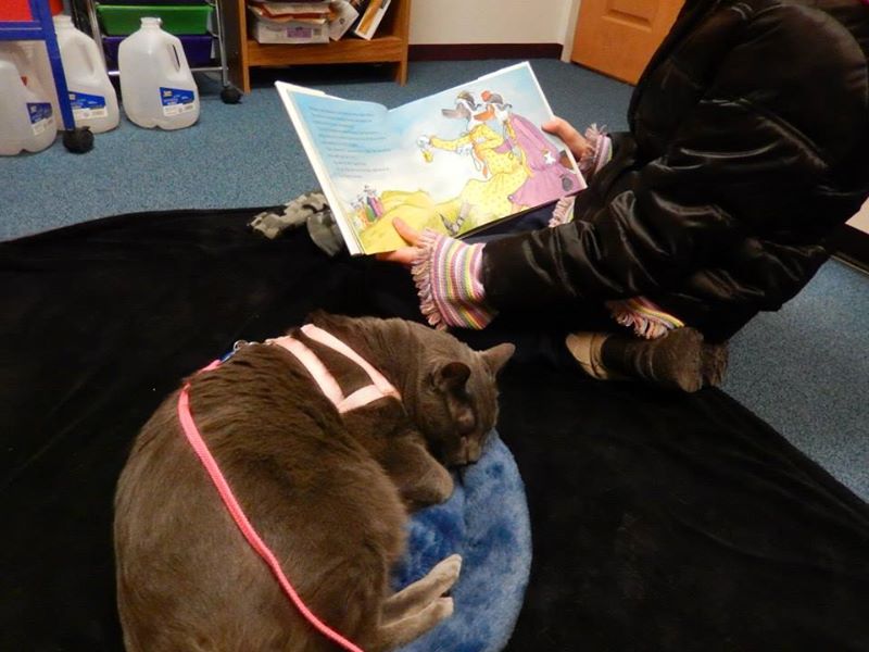 Dexter the Therapy Cat never met a human he didn't like. Here he's helping kids learn to read in a library, but he also visits hospitals and hospices.