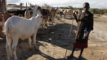Transgenic Cows Might Help Struggling Farmers In Africa