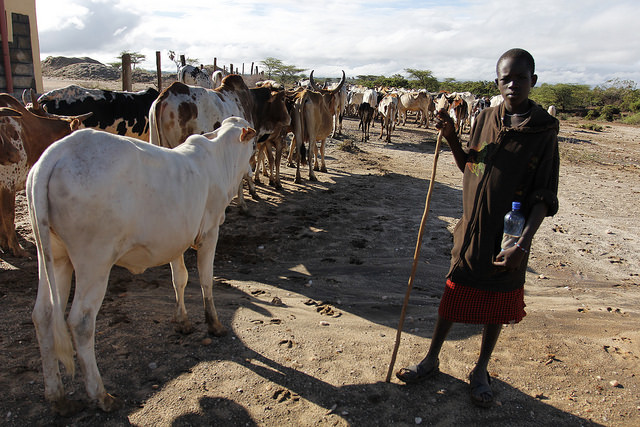 Transgenic Cows Might Help Struggling Farmers In Africa