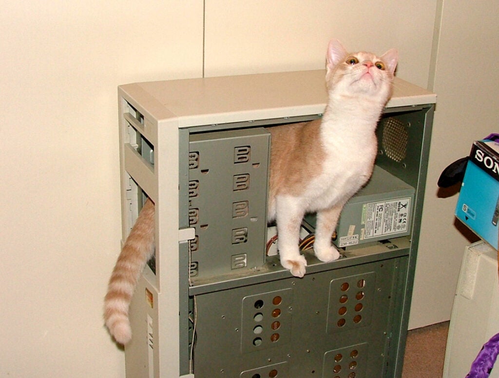 cat crawling through a computer hard drive