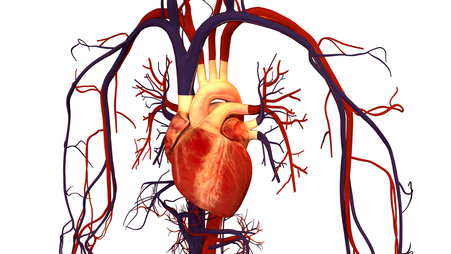 A Genetic Mutation Could Save You From A Heart Attack