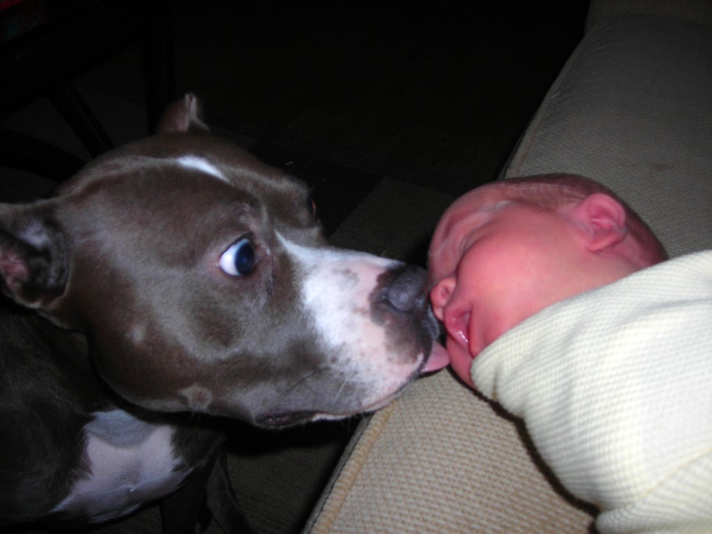 Infants With Pets Look To Where The Action Happens