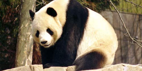 Did Pandas Sense the China Earthquake?