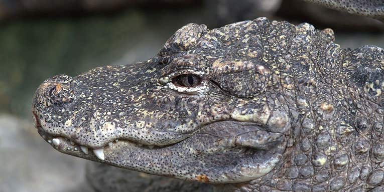 Alligator On Helium Reveals The Secret Meaning Of Alligator Bellows
