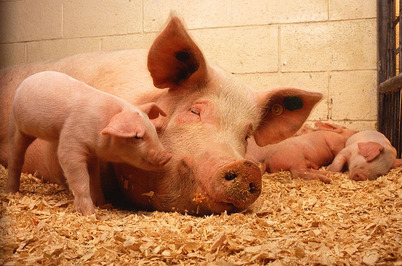 Of the most common livestock animals, bred into domesticity for milk or meat or fur, the pig is easily the fastest learner. The pig doesn't pass the famous <a href="https://www.popsci.com/science/article/2013-04/cat-did-not-figure-out-how-mirrors-work/">mirror self-awareness test</a>, but it can use the mirror to find the location of food that's out of sight--which might just mean the pig cares more about food than its own reflection. Yet pigs are also incredibly quick learners, perhaps the fastest in the entire animal kingdom. From the <a href="http://www.nytimes.com/2009/11/10/science/10angier.html/">NYTimes</a>: "They've found that pigs are among the quickest of animals to learn a new routine, and pigs can do a circus's worth of tricks: jump hoops, bow and stand, spin and make wordlike sounds on command, roll out rugs, herd sheep, close and open cages, <a href="http://www.youtube.com/watch?v=SOJJf_zoPDs">play videogames with joysticks</a>, and more."