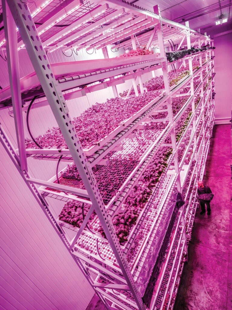 Green Sense Farms near Chicago blasts its plants with high-intensity LEDs for up to 22 hours at a time.