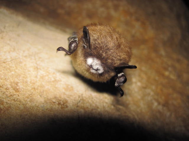 bat with white-nose syndrome