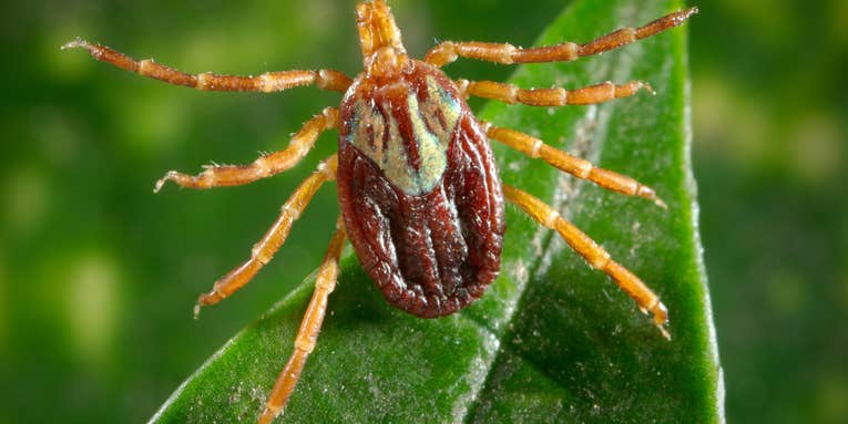 How to avoid ticks and the many diseases they transmit