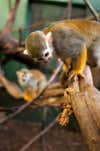 Earlier this year, a group of scientists observed squirrel monkeys' ability to open an artificial fruit. They used this taske in order to analyze the diffusion of socially-learned foraging techniques. In other words, how monkeys with friends are better at catching on to the latest trend. The alpha male got a little help from <a href="http://www.cell.com/current-biology/retrieve/pii/S0960982213006313">researchers</a>, who trained them how to open the hatch or pivot open the artificial fruits to get treats housed inside. The researchers found that the monkeys with the strongest social ties picked up the new opening method much more quickly than those who were more peripheral.