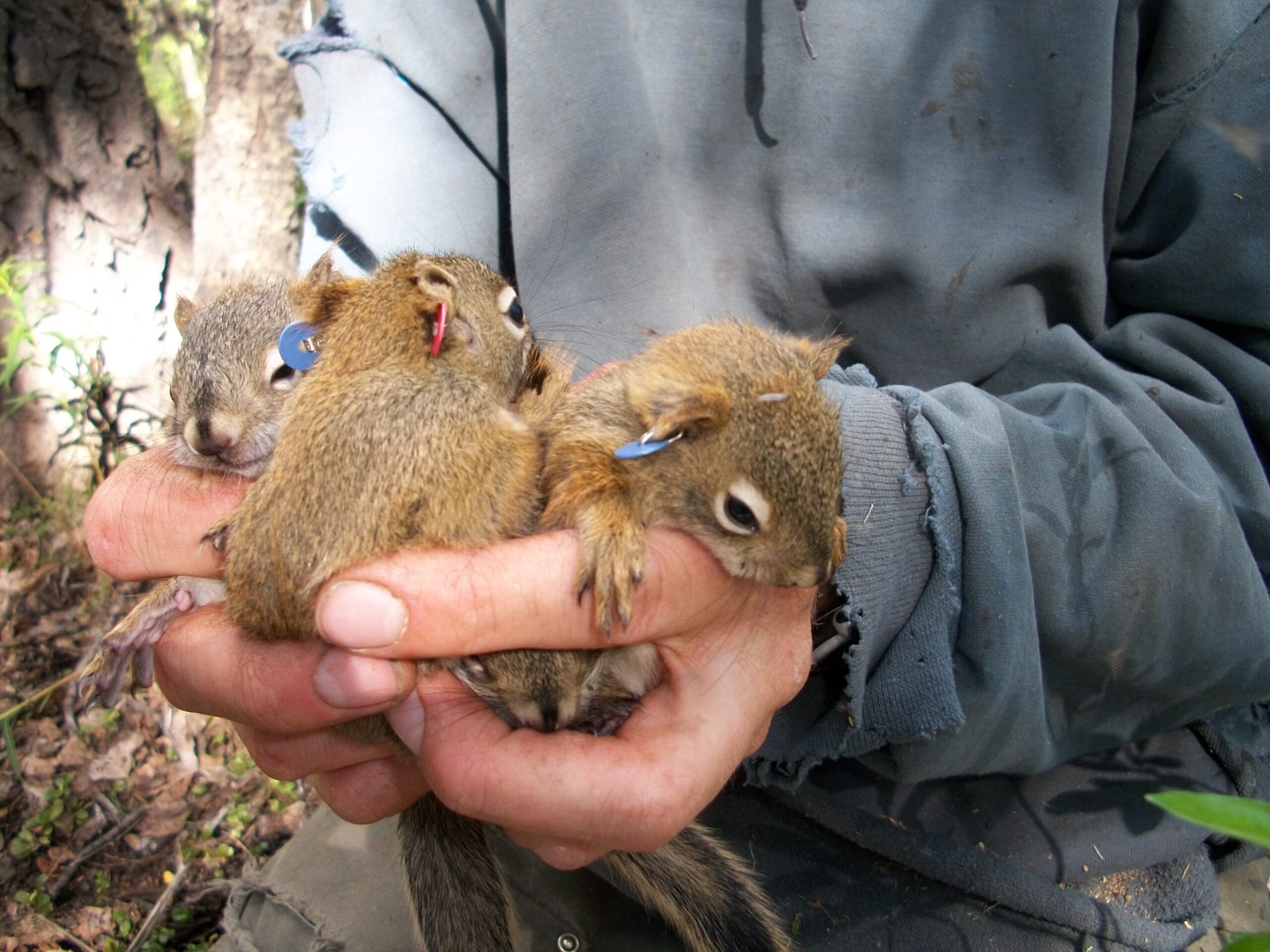 Baby squirrels are less likely to die if they’re born early