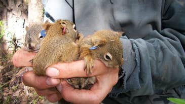 Baby squirrels are less likely to die if they’re born early