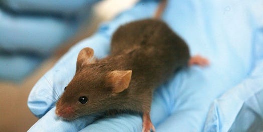 Some Mice Have Become Immune to Poison Through Natural but Highly Unusual Evolution