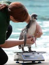 The ZSL London Zoo's annual weigh-in happened recently, with zookeepers taking measurements for every animal. Here a keeper weighs a Humboldt penguin and possibly tries to avoid making it feel self-conscious.