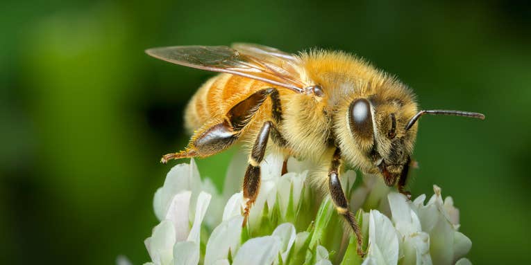 Oslo Builds Bee Highway To Save Precious Pollinators