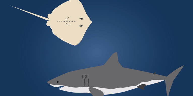 Bizarre Proton-Conducting Jelly Helps Sharks Detect Electrical Signals Of Prey