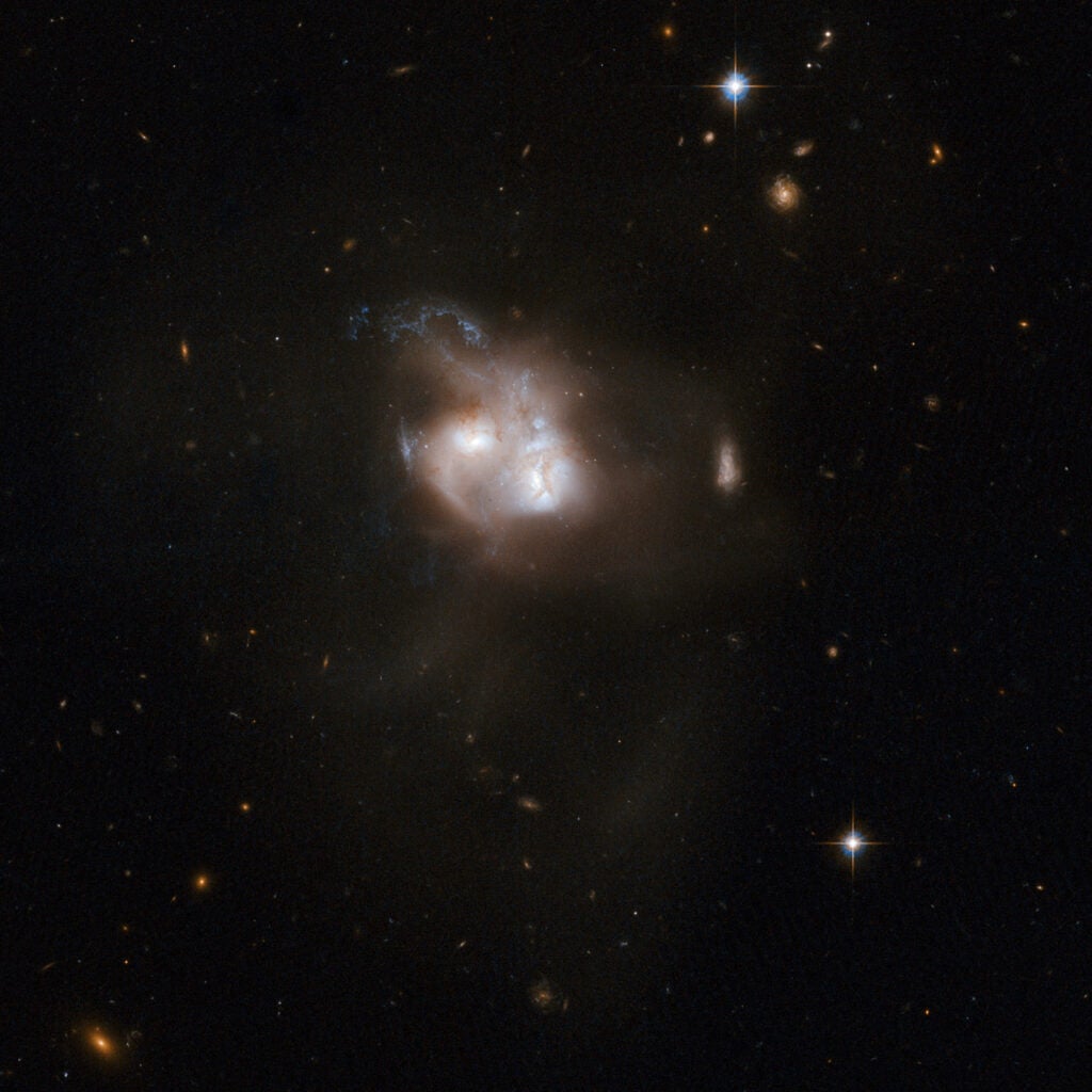 NGC 5256, also known as Markarian 266, is a striking example of two disk galaxies that are about to merge. Spectacular streamers of gas surround the two nuclei and eye-catching blue spiral trails indicate recent star formation. The shape of the object is highly disturbed and observations in various wavelength regimes — infrared, millimeter-wave and radio — provide additional evidence for a starburst in this system. NGC 5256 is located in the constellation of Ursa Major, the Great Bear, some 350 million light-years from Earth. Each galaxy also contains an active galactic nucleus, evidence that the chaos is allowing gas to fall into the regions around central black holes as well as feeding starbursts. Recent observations from the Chandra X-ray Observatory show that both nuclei, as well as a region of hot gas in between them, have been heated by the shock waves driven as gas clouds at high velocities collide.