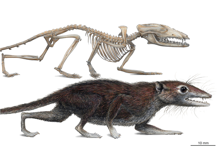Juramia sinensis, a shrew-like mammal, is the earliest placental mammal found to date.