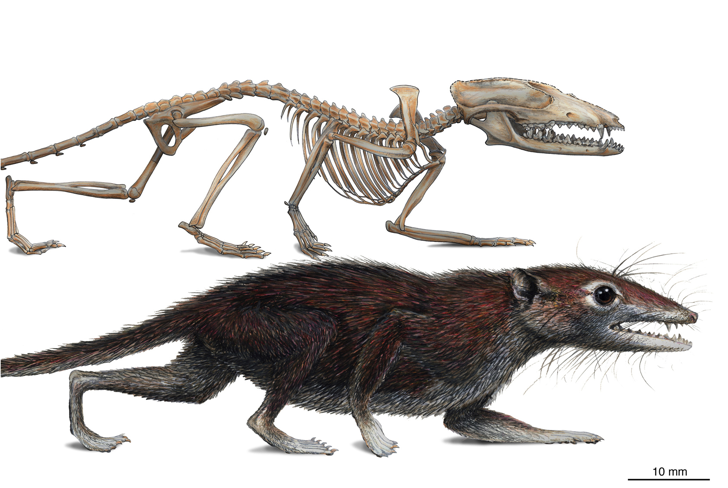 Jurassic Mammal Fossil Hints At Earlier Split Between Placental Mammals and Marsupials