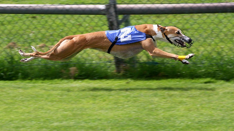 The World's Fastest Dog Vs. The World's Fastest Cat [Video]