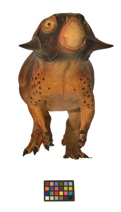 Front View *Psittacosaurus*