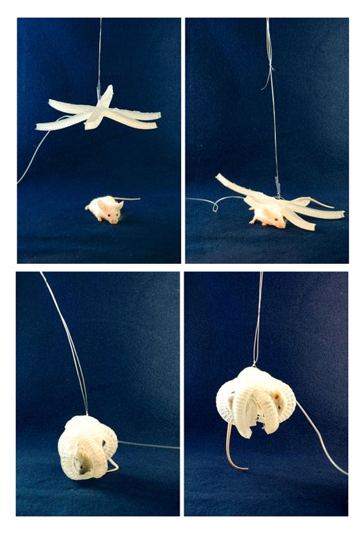 A starfish-based robotic gripper picks up a live, anesthetized mouse.