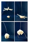 A starfish-based robotic gripper picks up a live, anesthetized mouse.