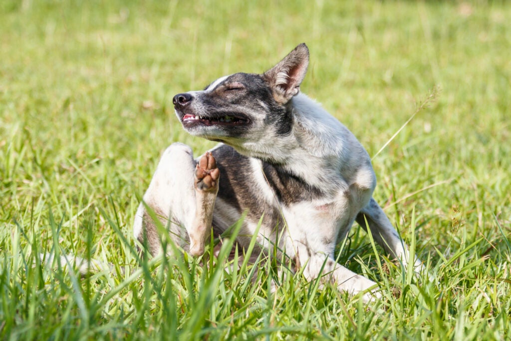 dog scratching on the grass