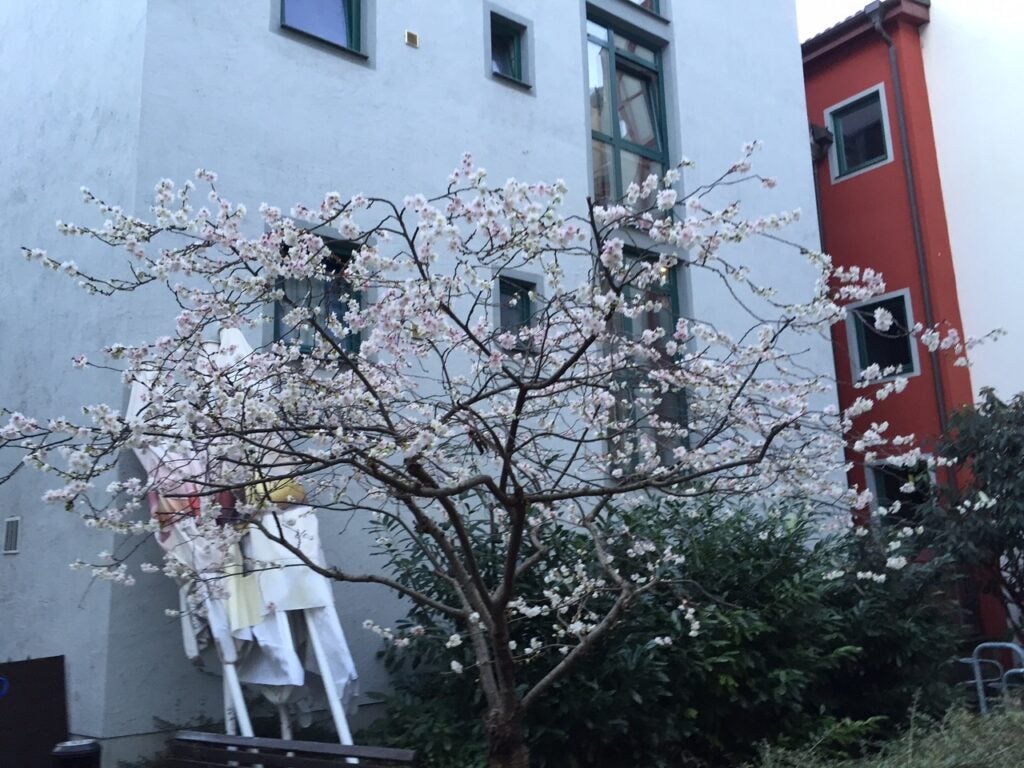 a cherry tree in front of a white building