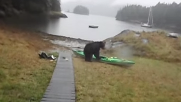 Why Was This Bear Chewing On A Kayak?