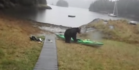 Why Was This Bear Chewing On A Kayak?
