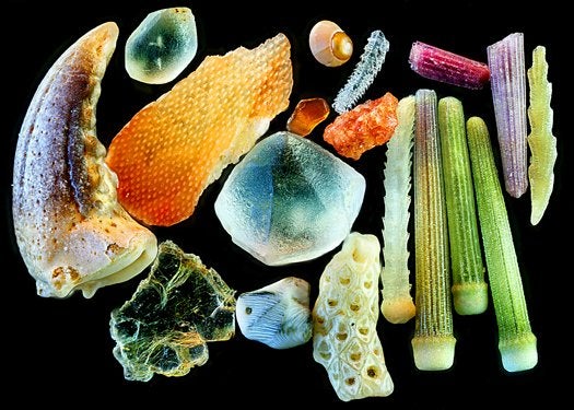 The Winners of the 2011 Nikon Small World Photomicrography Competition